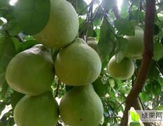 广东梅州金柚—自家种植沙田柚