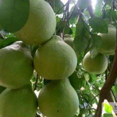 广东梅州金柚—自家种植沙田柚