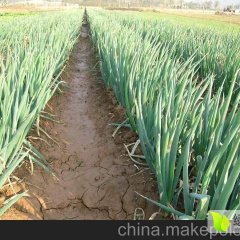 滕州大葱欢迎合作,张寨闵先生诚信合作