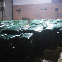 沛县张楼刘阳10月绿球甘蓝