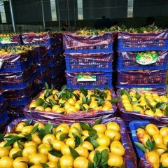 全州现在南丰桔大量上市，看货给价