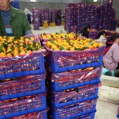 2016全州柑橘走过路过不要错过