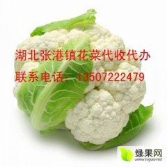 湖北省天门市张港镇盛产大量菜花
