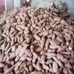 简阳红薯个头匀称、无破口、无虫眼