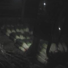 山东安丘铁杆大葱 安丘大葱大量上市