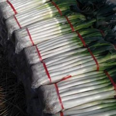 费县上冶张体蒙10月铁杆大葱