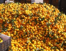 2016丹江口柑橘今年价格有看点