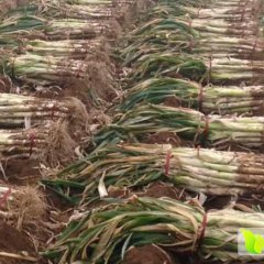 寿光大葱名优产品,留吕解先生诚信合作