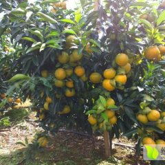 扶绥县 沃柑 开始火热上市