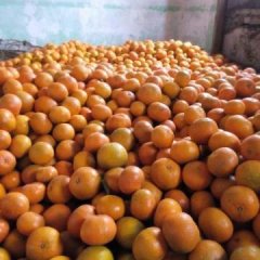 永定柑橘 巴西桔（玫瑰香柑）色泽鲜红