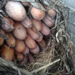 邓州南瓜 自家种有一百亩密本南瓜，上粉好