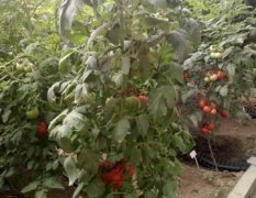 青州公司代理进口西红柿，辣椒，西葫芦种子