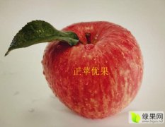 陕西红富士苹果价格、洛川苹果价格