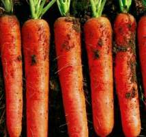 2016年河南宛城三红胡萝卜上市价格