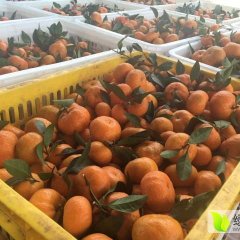 桂林 百里邹先生11月棉橘柑橘