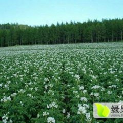 河北围场 荷兰十五正在热销