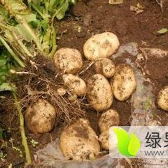 围场土豆 张薯·永丰2正在热销中