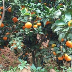 农历十月又到沙糖桔收获的季节