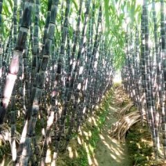 广西上林黑皮果蔗甘蔗