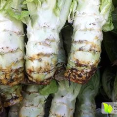 发财了！！四川什邡市莴笋大量上市，耐运，个头大