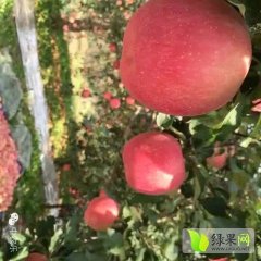 山西临猗红富士苹果供应，品质上乘，欢迎莅临