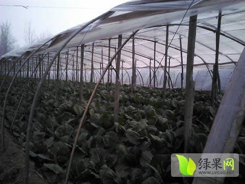 2016年山东成武中甘11号价格