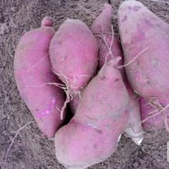 邹城山岭地种植，商薯19，济26，薯型漂亮