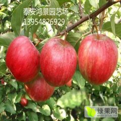 山东岱岳嘎啦苹果诚意代办