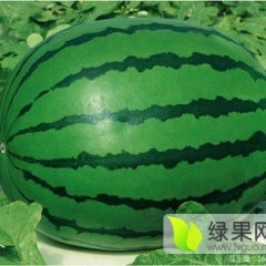 2016百臣西瓜种子 百臣雷首