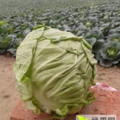 湖北钟祥旺旺甘蓝假一赔十