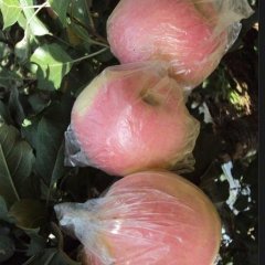 大荔苹果价格适宜范家翟志远诚信合作