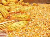 澄城赵庄王先生11月龙高L2玉米