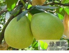 湖北松滋琯溪蜜柚大量销售