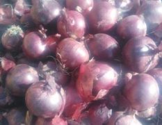 永昌自种紫，红，黄皮洋葱一千吨
