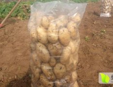 滕州秋天的土豆大量上市了