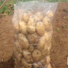 滕州秋天的土豆大量上市了