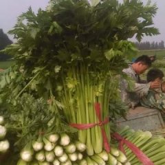 山东齐河法国皇后芹菜著名品种