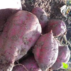 上饶山地甘甜红薯  红皮黄心开挖了