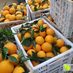 广西富川脐橙沙糖桔产销两旺