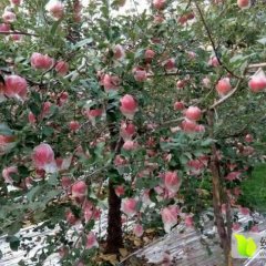 临猗苹果上货量大东张先生诚信合作