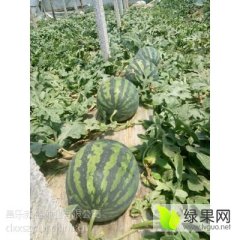 京美甜王西瓜