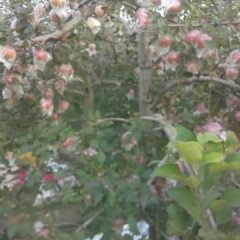 临猗膜袋红富士苹果