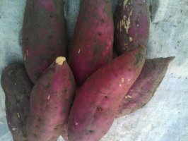 夏津红薯欢迎合作,银城赵元文诚信合作