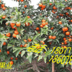 钟山沙糖桔绿色无公害,石龙钟生诚信合作