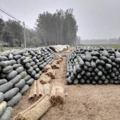 沁阳本人手里有300万斤左右库存冬瓜
