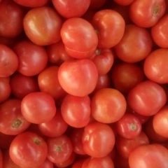 山东东昌府硬粉西红柿果形园，无裂果