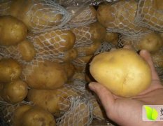 常年大量供应肥城精品荷兰土豆