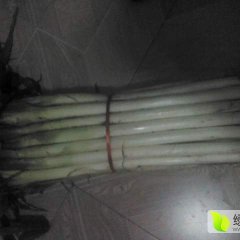 滕州界河本地大葱已大面积上市，面积大