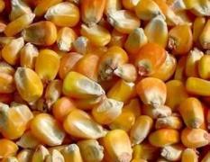 大量需求玉米碎米大豆高粱等饲料