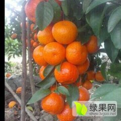 广西荔浦盖膜沙糖桔颜色红亮